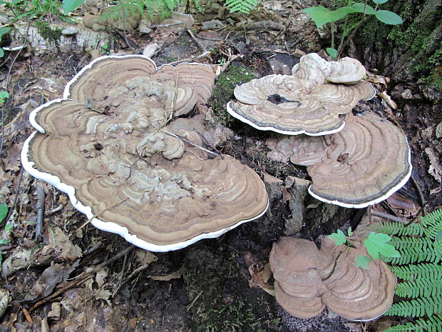 lesklokôrovka plochá Ganoderma applanatum (Pers.) Pat.