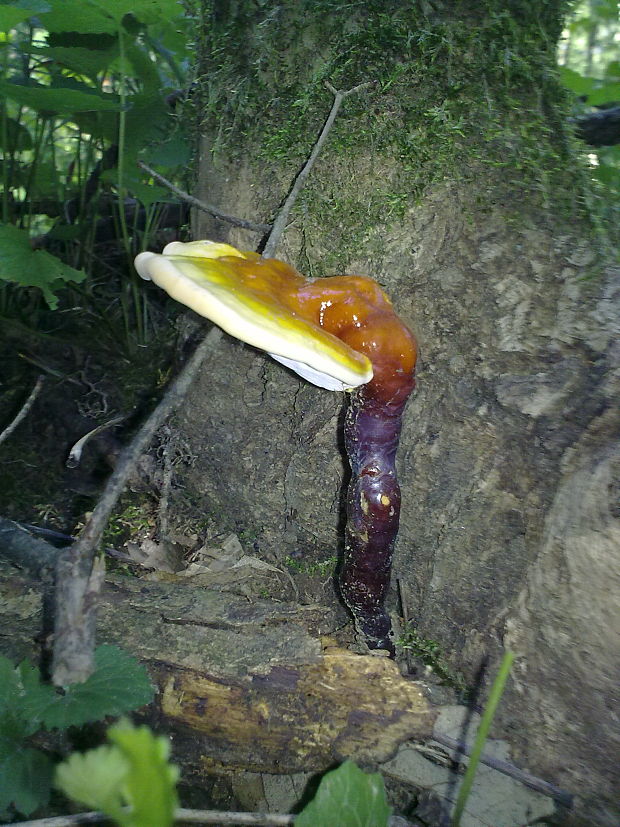 lesklokôrovka obyčajná Ganoderma lucidum (Curtis) P. Karst.