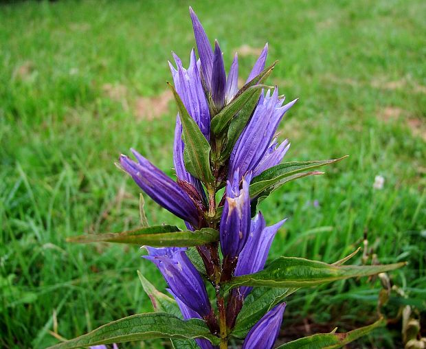 horec luskáčovitý Gentiana asclepiadea  L.