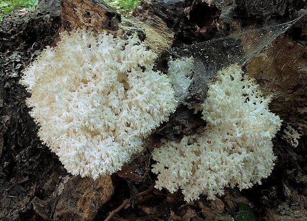 koralovec bukový Hericium coralloides (Scop.) Pers.