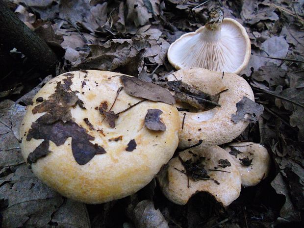 rýdzik žltomliečny  Lactarius chrysorrheus Fr.