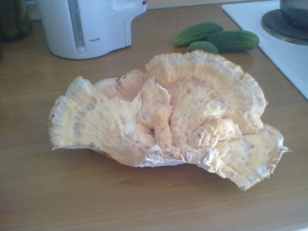 sírovec obyčajný Laetiporus sulphureus (Bull.) Murrill