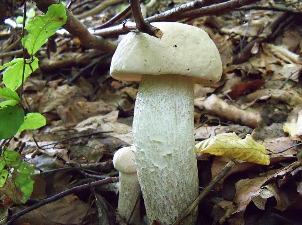 kozák biely Leccinum holopus (Rostk.) Watling