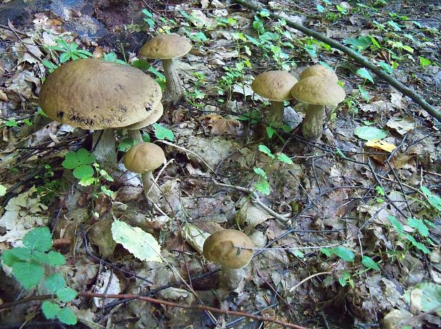 kozák hrabový Leccinum pseudoscabrum (Kallenb.) Šutara