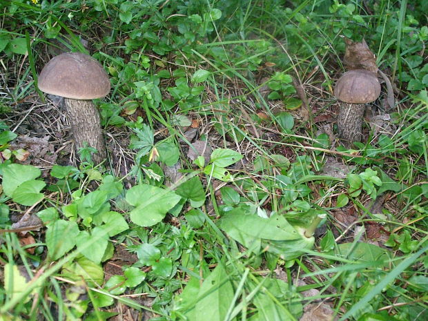 kozák rozličnofarebný Leccinum variicolor Watling