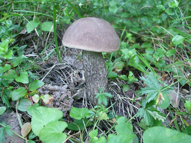 kozák rozličnofarebný Leccinum variicolor Watling