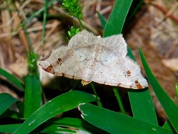 listnatka kosákovitá Macaria alternata