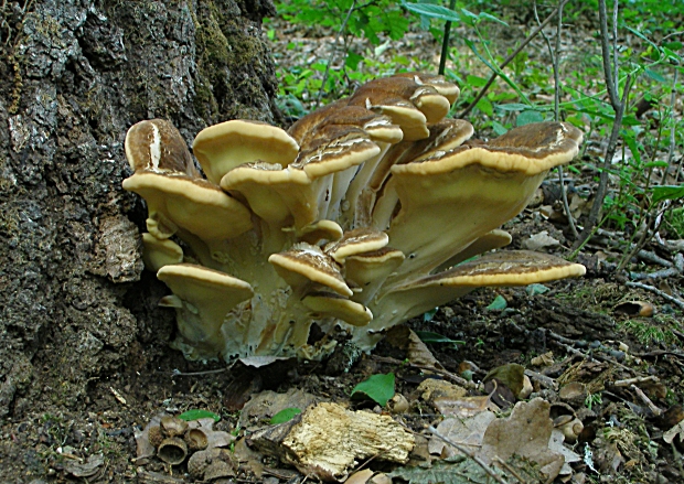 vejárovec obrovský-vějířovec obrovský Meripilus giganteus (Pers.) P. Karst.