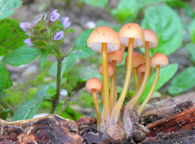 prilbička žltohlúbiková Mycena renati Quél.