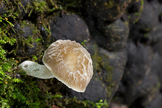 štítovka sivá Pluteus thomsonii (Berk. & Broome) Dennis