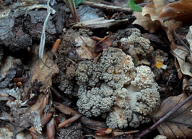 trúdnik klobúčkatý Polyporus umbellatus (Pers.) Fr.