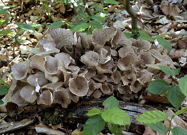 trúdnik klobúčkatý Polyporus umbellatus (Pers.) Fr.