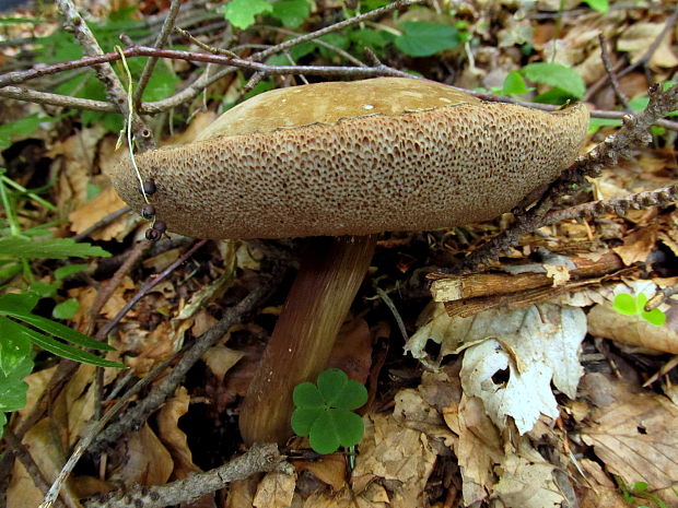 tmavohríb obyčajný Porphyrellus porphyrosporus (Fr. & Hök) E.-J. Gilbert