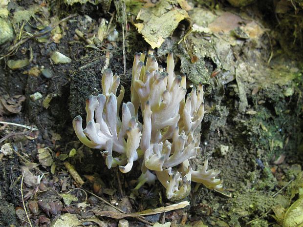 strapačka ? Ramaria sp.