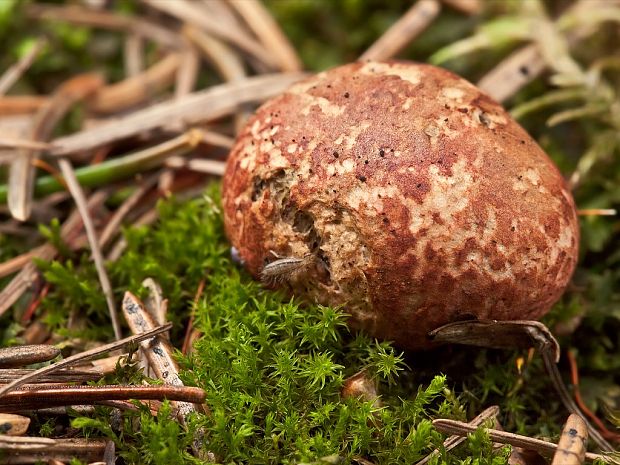 koreňovec červený Rhizopogon roseolus (Corda) Th. Fr.