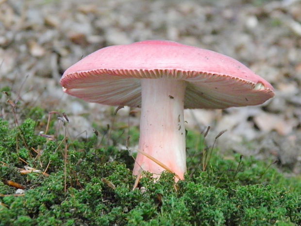 plávka Russula lepida (Fr.: Fr.) Fr.