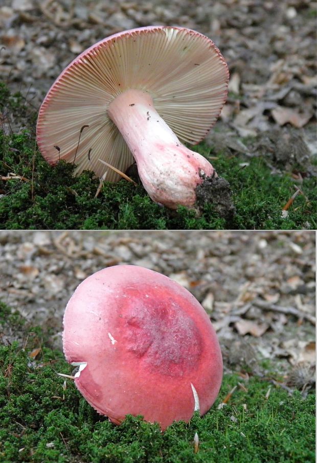 plávka  Russula lepida (Fr.: Fr.) Fr.