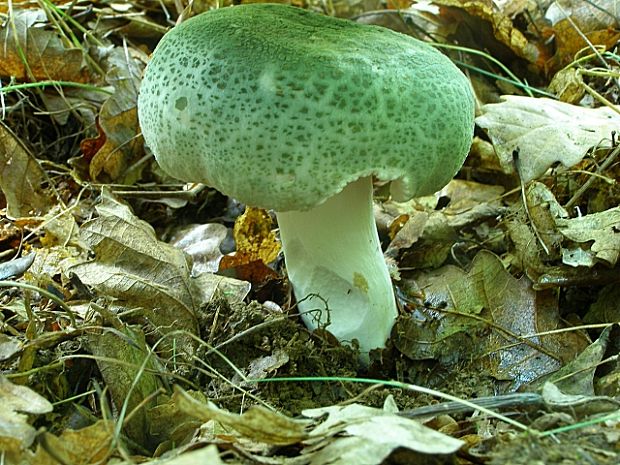 plávka zelenkastá-holubinka nazelenalá Russula virescens (Schaeff.) Fr.