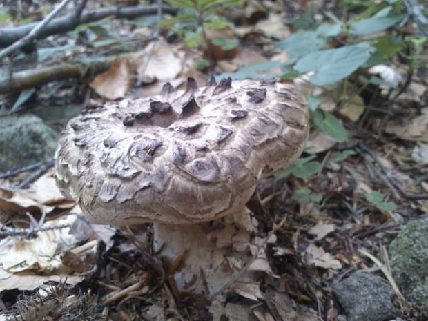 šiškovec šupinatý Strobilomyces strobilaceus (Scop.) Berk.