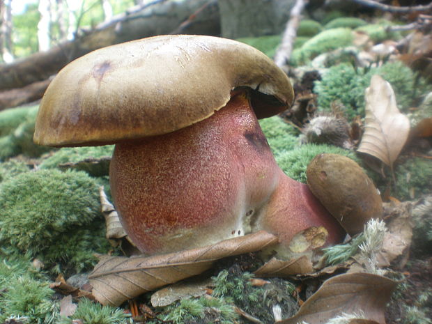 hríb zrnitohlúbikový Sutorius luridiformis (Rostk.) G. Wu & Zhu L. Yang