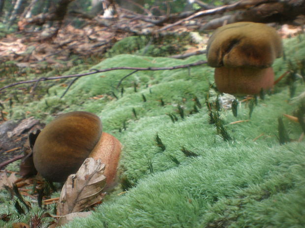 hríb zrnitohlúbikový Sutorius luridiformis (Rostk.) G. Wu & Zhu L. Yang