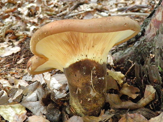 čechračka tmavohlúbiková Tapinella atrotomentosa (Batsch) Šutara