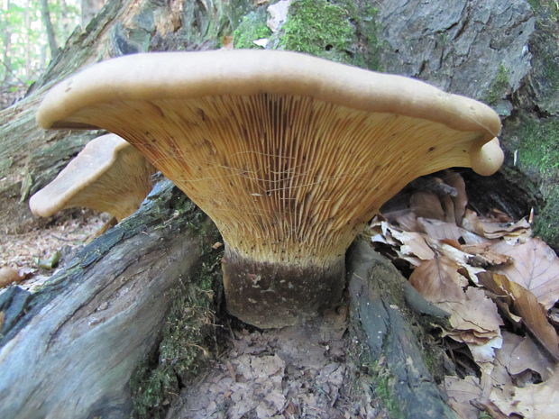 čechračka tmavohlúbiková Tapinella atrotomentosa (Batsch) Šutara