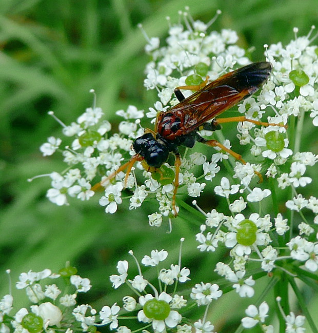 piliarka poľná Tenthredo campestris Linnaeus, 1758