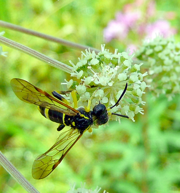 piliarka Tenthredo zonula Klug, 1814