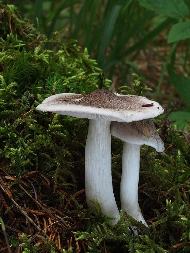 čírovka čiernošupinatá Tricholoma atrosquamosum Sacc.