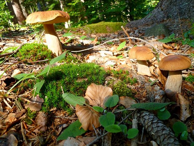 hríb smrekový Boletus edulis Bull. ex Fr.