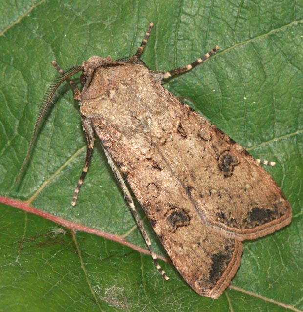 siatica oziminová - sameček Agrotis segetum