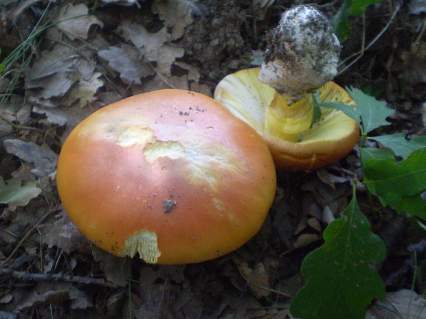 muchotrávka cisárska Amanita caesarea (Scop.) Pers.