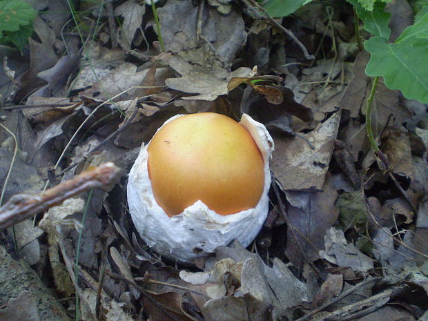 muchotrávka cisárska Amanita caesarea (Scop.) Pers.