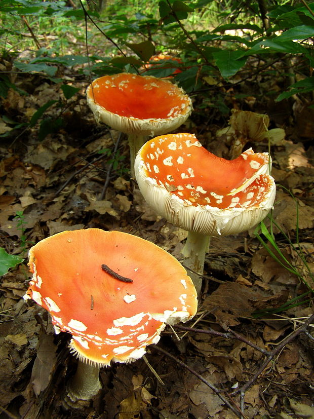 muchotrávka červená Amanita muscaria (L.) Lam.