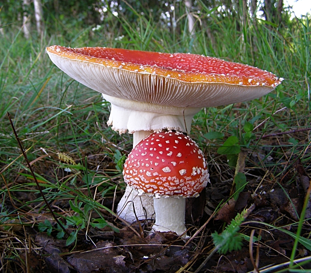 muchotrávka červená-muchomůrka červená Amanita muscaria (L.) Lam.