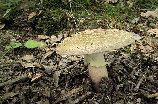 muchotrávka červenkastá žltoprsteňová Amanita rubescens var. annulosulphurea Gillet