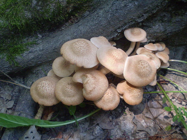 podpňovka bezprsteňová Armillaria socialis (DC.) Fayod