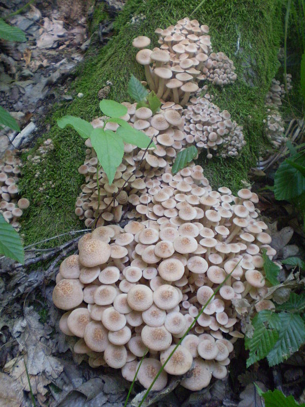 podpňovka bezprsteňová Armillaria socialis (DC.) Fayod