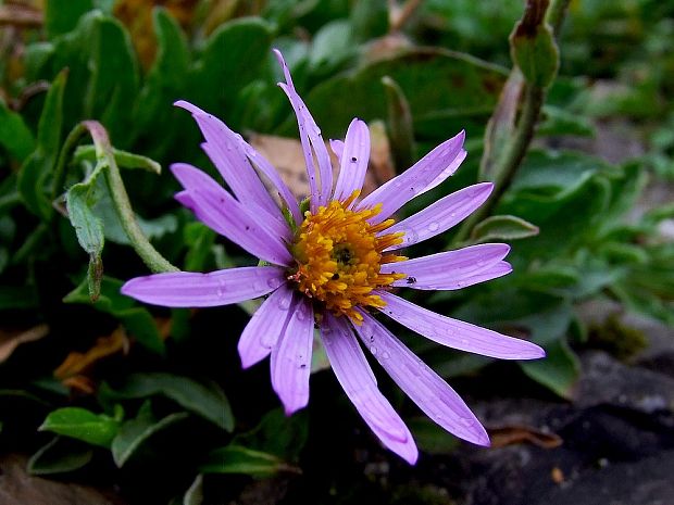 astra alpínska Aster alpinus L.