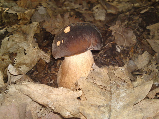 hríb bronzový Boletus aereus Bull. ex Fr.