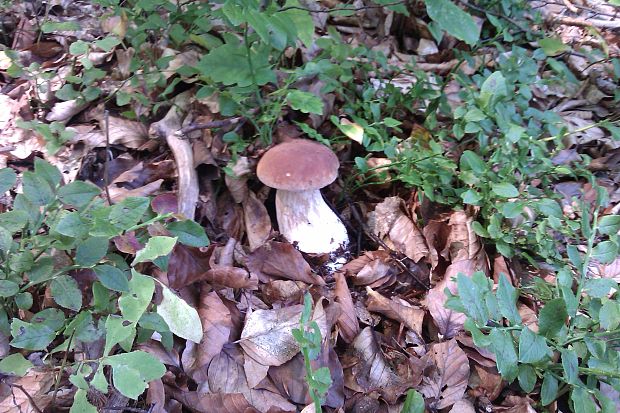 hríb smrekový Boletus edulis Bull.