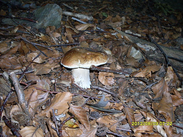 hríb smrekový Boletus edulis Bull.