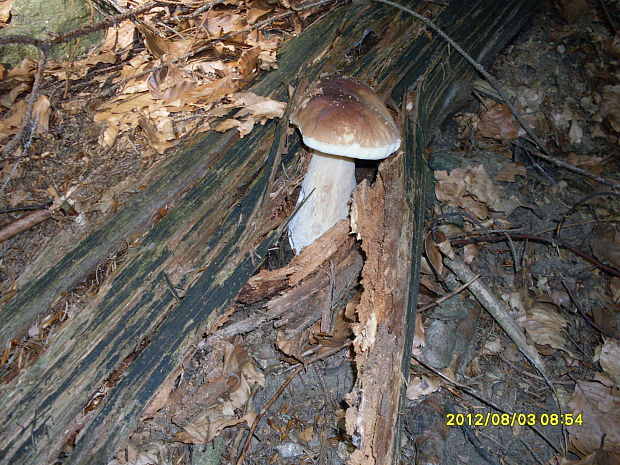 hríb smrekový Boletus edulis Bull.