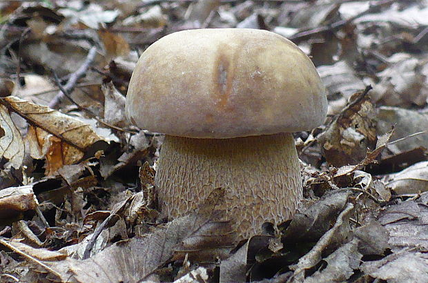 hríb dubový Boletus reticulatus Schaeff.