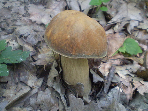 hríb dubový Boletus reticulatus Schaeff.