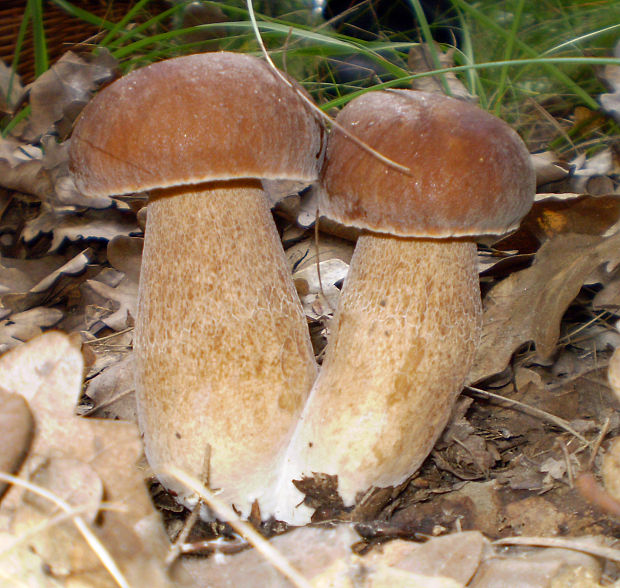 hríb dubový Boletus reticulatus Schaeff.