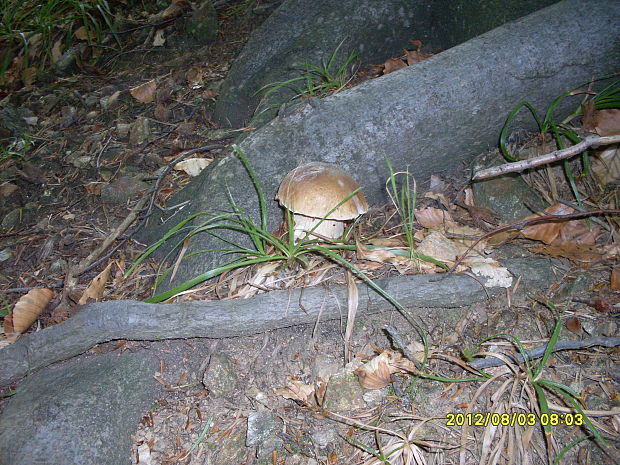 hríb dubový Boletus reticulatus Schaeff.