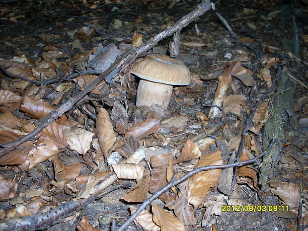 hríb dubový Boletus reticulatus Schaeff.