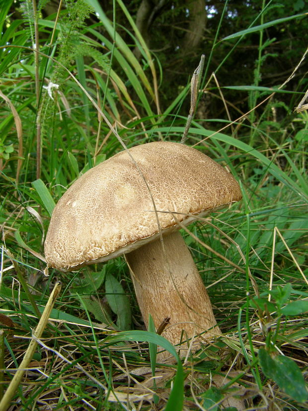 hríb dubový Boletus reticulatus Schaeff.